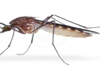 Waspadai Demam Berdarah Dengue (DBD)